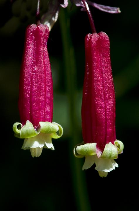 Firecracker Plant, Dichlostemma ida-maia.jpgFirecracker Plant, Dichlostemma ida-maia.jpg